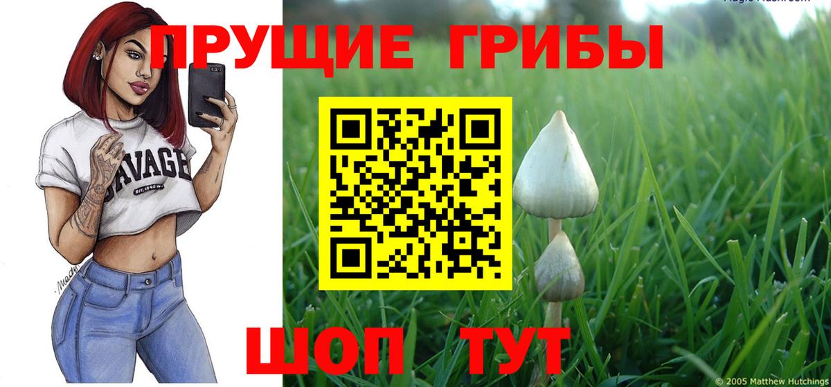 Чистополь  Псилоцибиновые грибы Psilocybe  Вход с VPN 